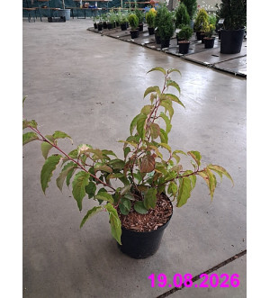 Stachyurus chinensis 'Celina' C 2,5 L